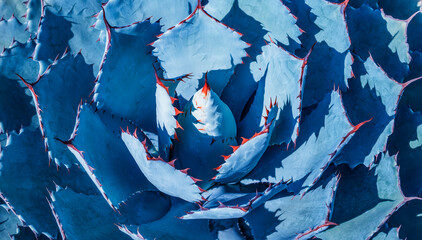 Wall Mural - Sharp pointed agave plant leaves