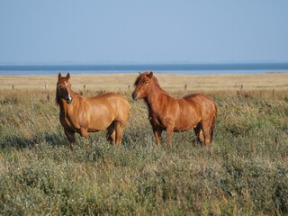 Poster - Brown horse grazing in the meadows