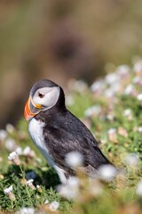 Poster - Vertical shot of an Atlantic puffin (Fratercula arctica) resting in a field on a blurred background