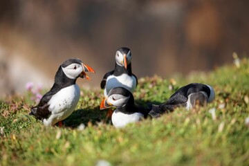 Sticker - Group of cute Atlantic puffins (Fratercula arctica) resting on a sunny day on the blurred background