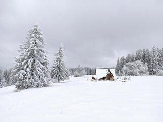 winter landscape spruce snow covered sunny weather fantastic christmas winter mountain