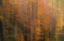 Blurred Autumn Trees In Forest