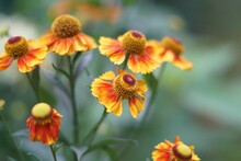 Selective Focus Closeup Of Common Sneezeweed Flowers In The Daylight