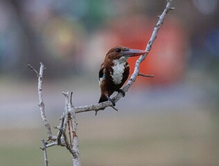 Beautiful shot of a woodpecker perched on a tree branch