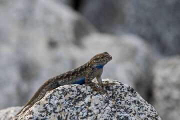 Canvas Print - Closeup shot of brown and blue canyon lizard (sceloporus merriami) sitting on geological rock