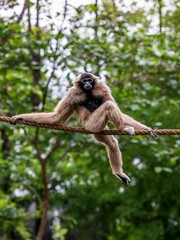 Poster - Vertical shot of a cute Gibbon (Hylobatidae) sitting on a rope with trees in the background