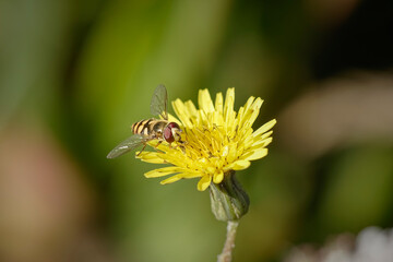 Canvas Print - Colorful fly sucking pollen