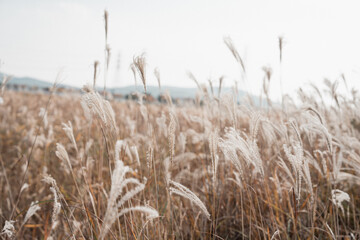 Naklejka na meble 가을 들판 갈대