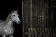 Grey horse portrait/ portret siwego konia