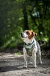Pies Jack Russel Terrier/ Jack Russel Terrier Dog