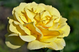 Fototapeta Pomosty - The macro world of a yellow rose flower is shot from a close distance and reflects the indescribable beauty of a natural creation.