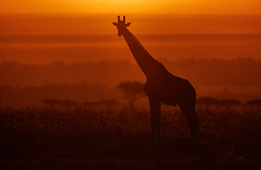 Wall Mural - giraffe silhouette at sunrise