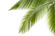 Natural palm tree leaf isolated on White background PNG Form 