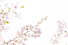 Natural White Cherry Blossom Flowers PNG Form 