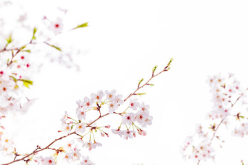 natural white cherry blossom flowers png form