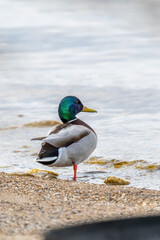 Wall Mural - A male Mallard Duck (Anas platyrhynchos) drake standing on one leg on the beach of Lake Michigan.