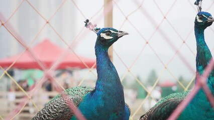 Canvas Print - HD of the two grayish blue Pavos in the zoo