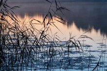 Reeds Over Water At Sunset