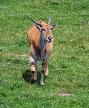 The Common Eland, Also Known As The Southern Eland Or Eland Antelope, Is A Savannah And Plains Antelope Found In East And Southern Africa. It Is A Species Of The Family Bovidae And Genus Taurotragus