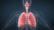 Human respiratory system lungs anatomy