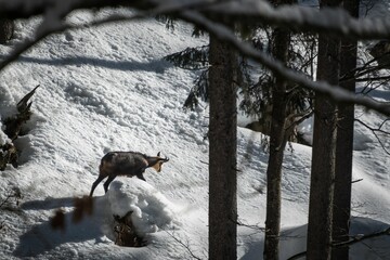 Wall Mural - Chamois (Rupicapra rupicapra) goat-antelope on a mountain slope covered in snow on a sunny day