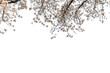 Decoration white cherry blossom flowers in spring PNG Form 