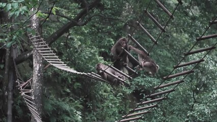 Poster - Monkeys sitting on a swing bridge hanging from a tree