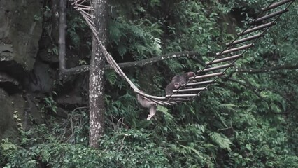 Poster - Monkeys sitting on a swing bridge hanging from a tree