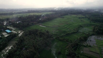 Wall Mural - Aerial view of rice fields 