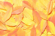 Autumn colorful background of fallen yellow-orange leaves. Top view. Analogous color scheme.