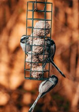 Vertical Of Long-tailed Tits On A Feeder.