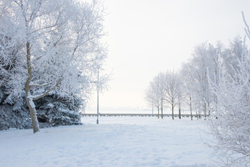 Wall Mural - Winter landscape, trees in the snow