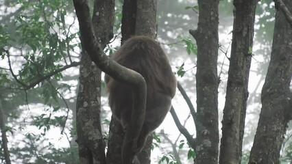 Wall Mural - Cute monkey sitting on a tree during the daytime