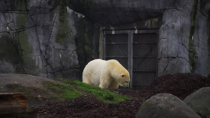 Sticker - White polar bear in the zoo