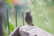 kopciuszek zwyczajny młody mały ornitology bird ptak ptaszek Phoenicurus ochruros
