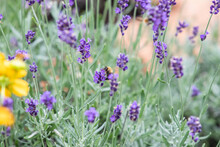 Lavender Flowers With A Bee