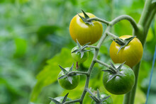Bunch Of Organic Unripe Green Tomato In Greenhouse. Homegrown, Gardening And Agriculture Consept. Solanum Lycopersicum Is Annual Or Perennial Herb, Solanaceae Family. Cover For Packaging Seeds