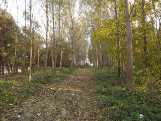 Wall Mural - The young forest along the river Danube. The forest along the river Danube in the dry part of the year near the town of Novi Sad 