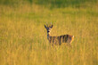 deer in the grass, golden hour