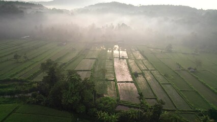 Wall Mural - Foggy morning over the fields in Bali