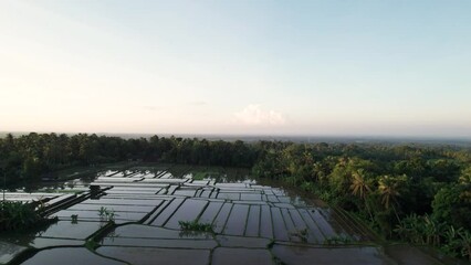 Wall Mural - Aerial view of rice fields in Indonesia