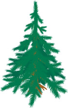 Blue Spruce Icon Isometric Vector. Freestanding Evergreen Coniferous Tree Icon. Plant, Nature, Flora, Environment