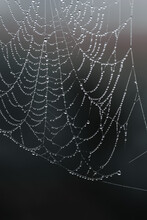 Morning Dew Water Drops On A Spiders Web.