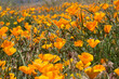 field of orange poppy's