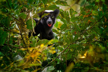 Wall Mural - Indri indri - Babakoto the largest lemur of Madagascar has a black and white coat, climbing or clinging, moving through the canopy, herbivorous, feeding on leaves and seeds, red lips