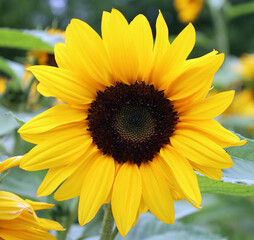 The sunflower is an annual plant native to the Americas. It possesses a large inflorescence, and its name is derived from the flower's shape and image, which is often used to depict the sun.