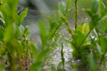 Spiderweb with spiders in natural light over green background