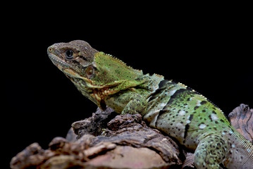 Wall Mural - Black spiney tailed iguana on a tree