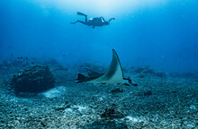 Diver Photographing A Manta Ray Close To Flores Island In Komodo