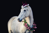 Fototapeta Konie - Head portrait of a horse wearing a festive christmas wreath and a santa hat in front of a black blackground